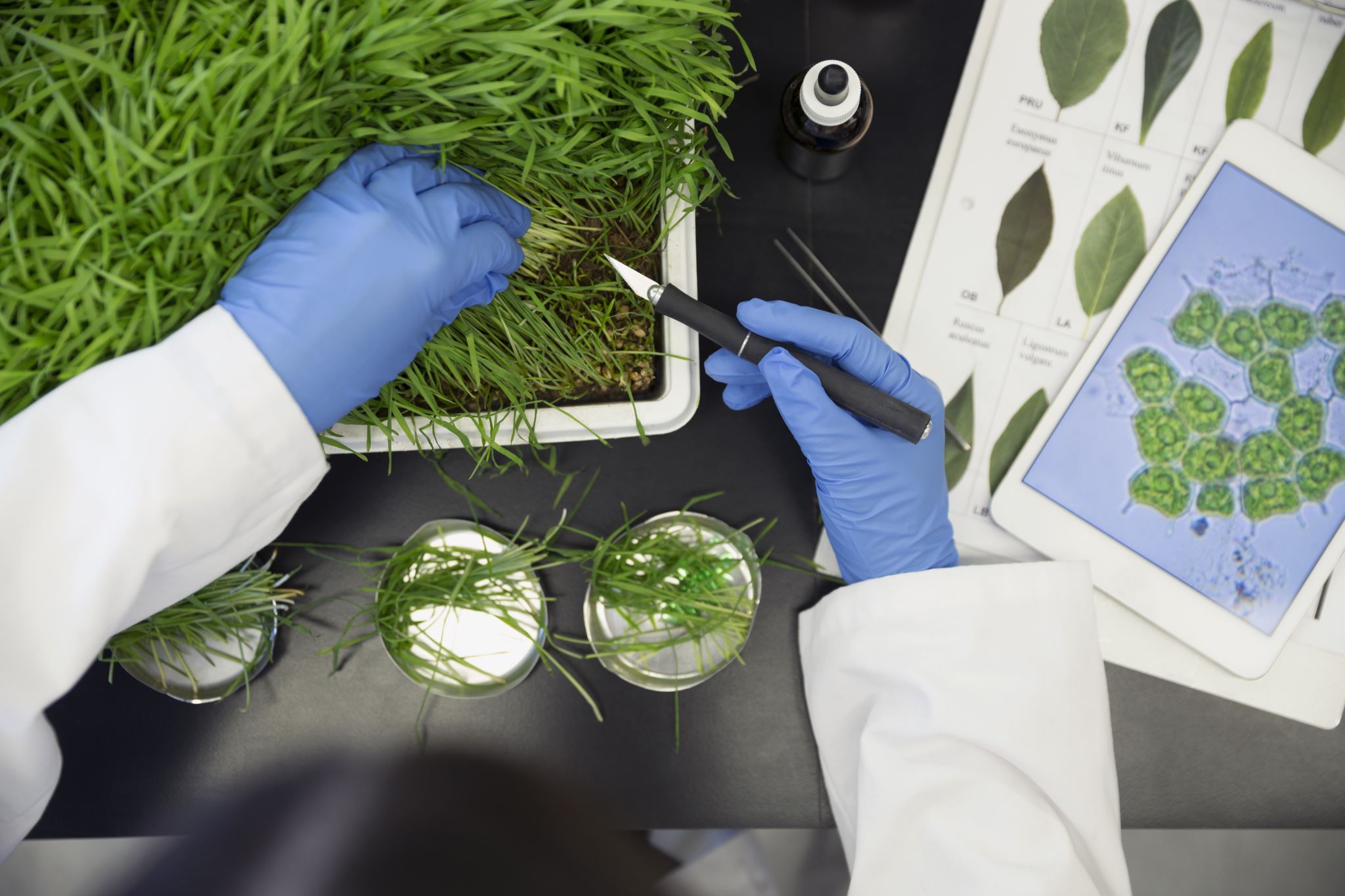 Scientist-examining-plants-in-laboratory